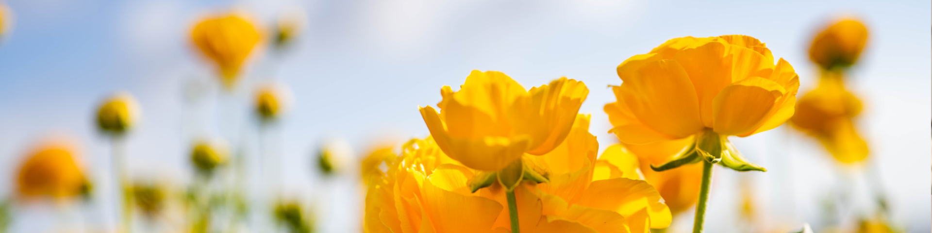 fragancias frescas y primaverales - flores amarillas