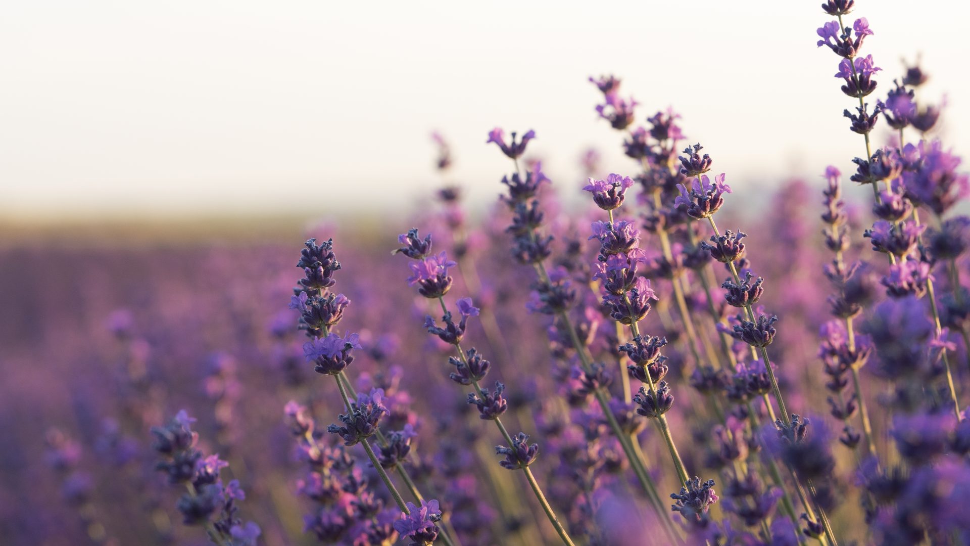 beautiful-blurry-lavender-plants