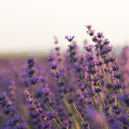 beautiful-blurry-lavender-plants